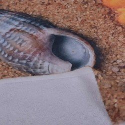 Плажна хавлиена кърпа DF печат - Коралови миди Плажна хавлиена кърпа DF печат - Коралови миди