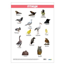 Office 1 Ученическо табло ''Птици'', ламинирано, 50 x 70 cm Office 1 Ученическо табло ''Птици'', ламинирано, 50 x 70 cm