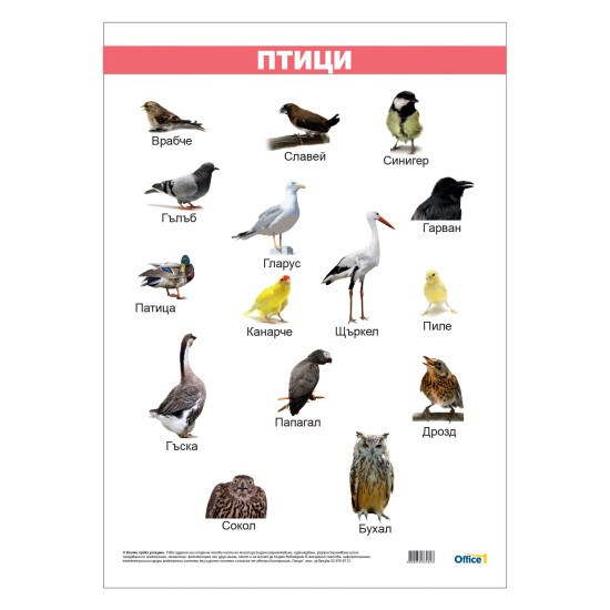 Office 1 Ученическо табло ''Птици'', ламинирано, 50 x 70 cm Office 1 Ученическо табло ''Птици'', ламинирано, 50 x 70 cm