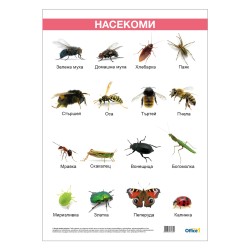 Office 1 Ученическо табло ''Насекоми'', ламинирано, 50 x 70 cm Office 1 Ученическо табло ''Насекоми'', ламинирано, 50 x 70 cm