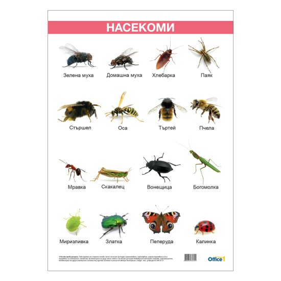 Office 1 Ученическо табло ''Насекоми'', ламинирано, 50 x 70 cm Office 1 Ученическо табло ''Насекоми'', ламинирано, 50 x 70 cm