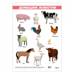 Office 1 Ученическо табло ''Домашни животни'', ламинирано, 50 x 70 cm, модел 1 Office 1 Ученическо табло ''Домашни животни'', ламинирано, 50 x 70 cm, модел 1